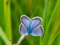 Argus-Bläuling oder Geißklee-Bläuling Männchen